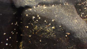 Media type: image;   Invertebrate Zoology 153104 Description: live specimen;